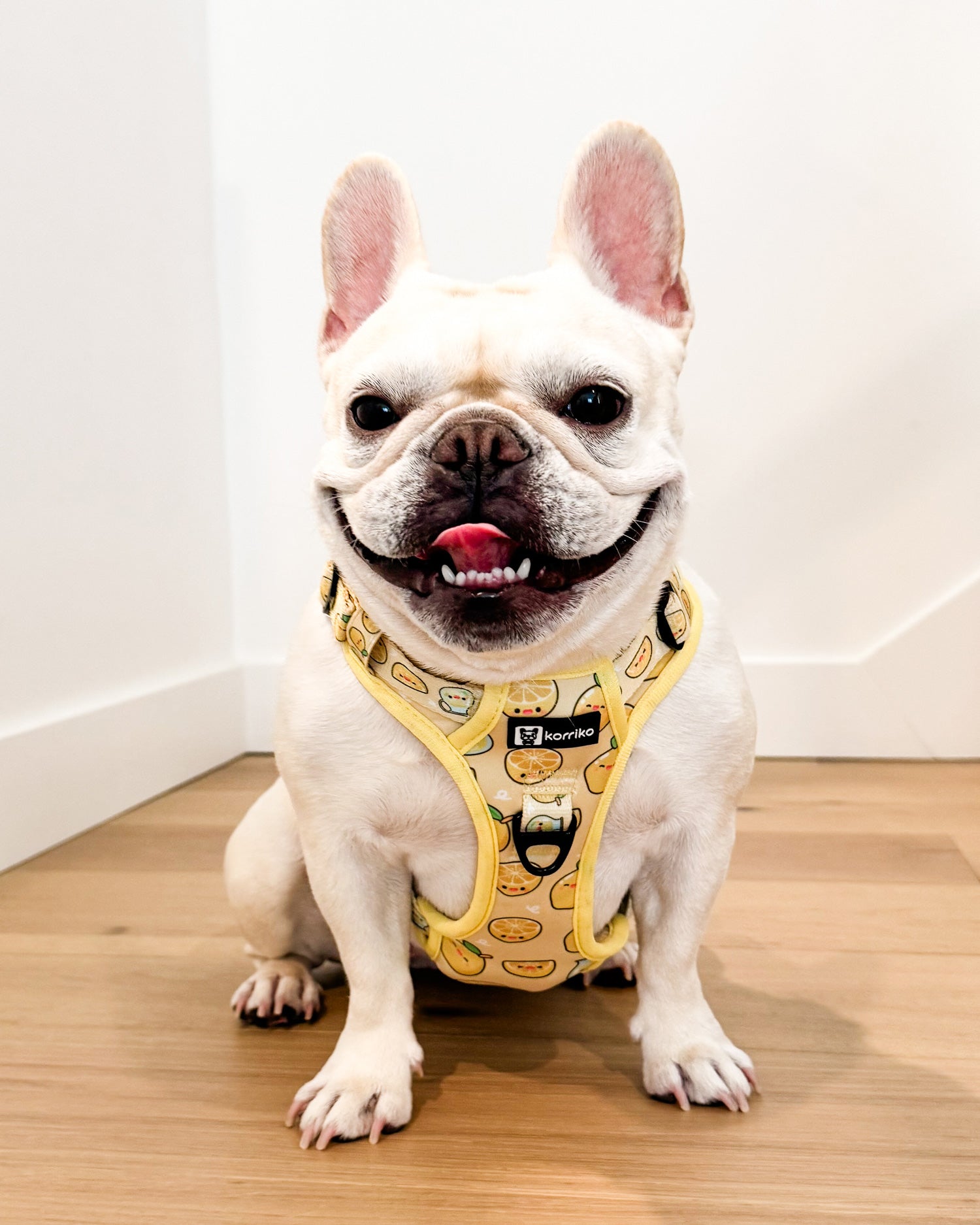 Exploration Lite No-Pull Dog Harness - Lemonade