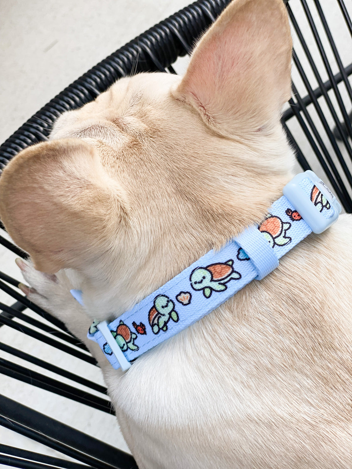 Ultimate Collar Bundle Set - Under The Sea (5-Piece)