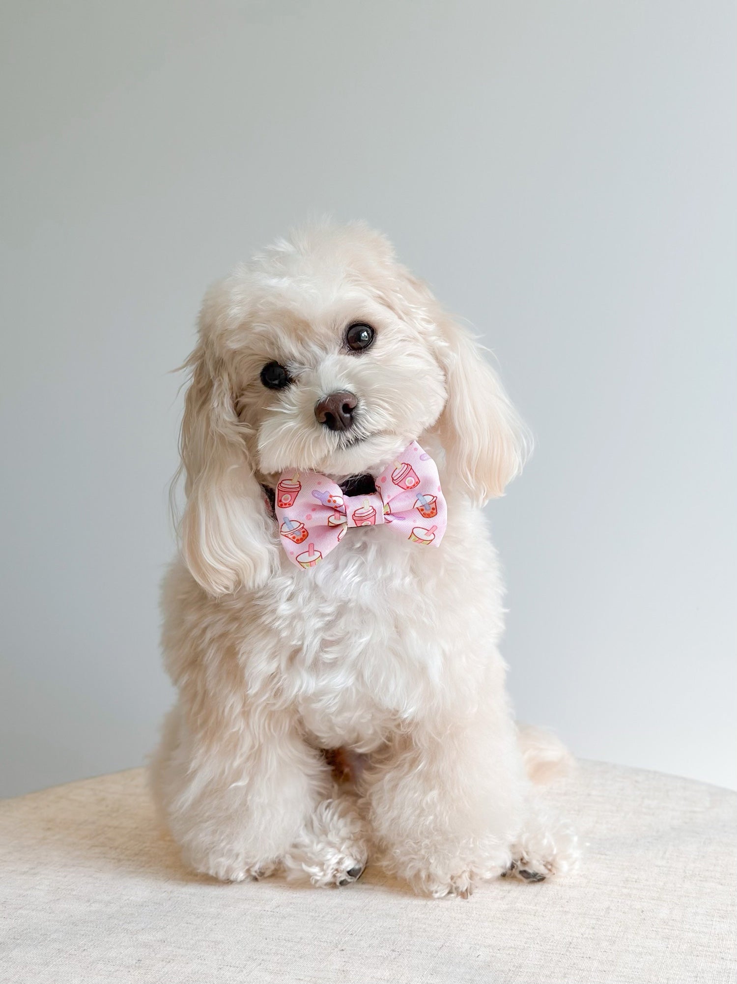 Ultimate Collar Bundle Set - Taro Milk Tea (5-Piece)