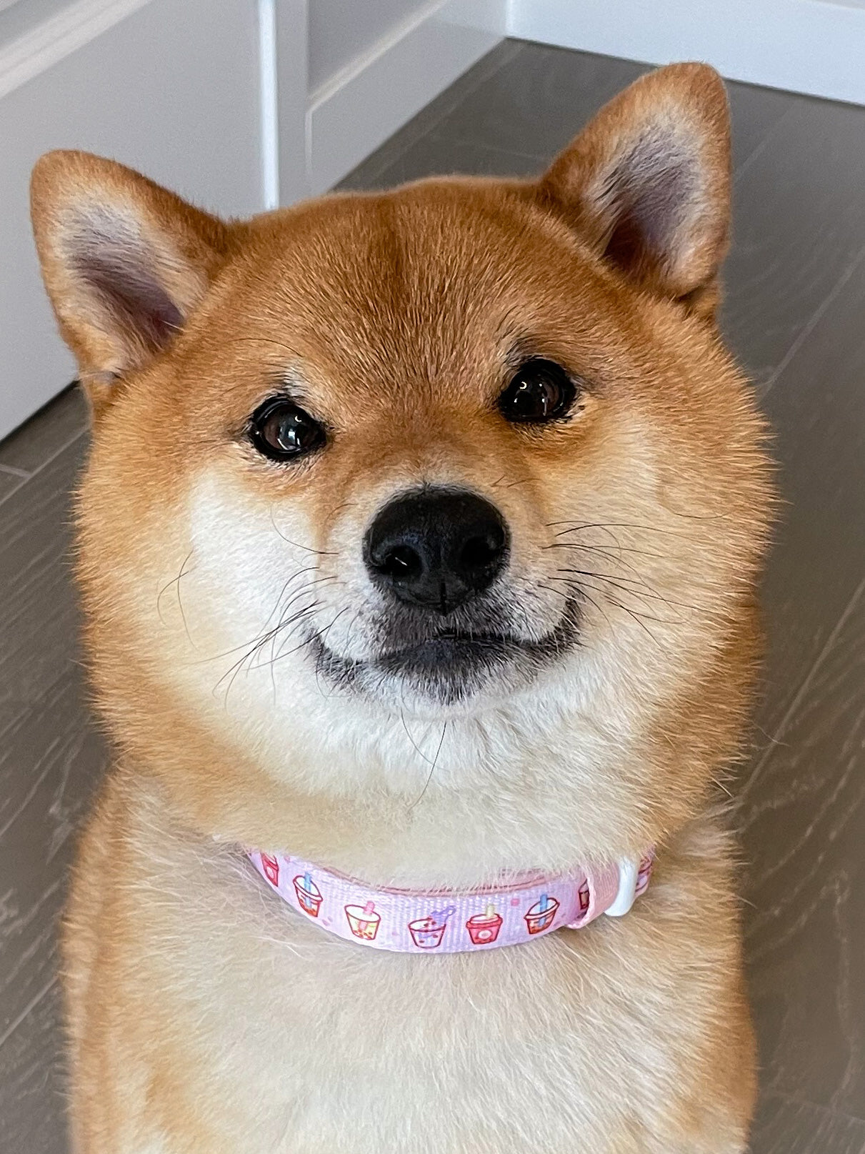 Ultimate Collar Bundle Set - Taro Milk Tea (5-Piece)