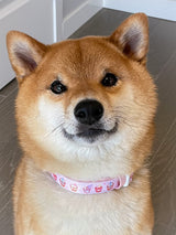 Ultimate Collar Bundle Set - Taro Milk Tea (5-Piece)