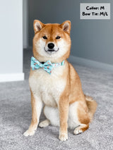 Dog Collar - Dream Team (Final Sale)