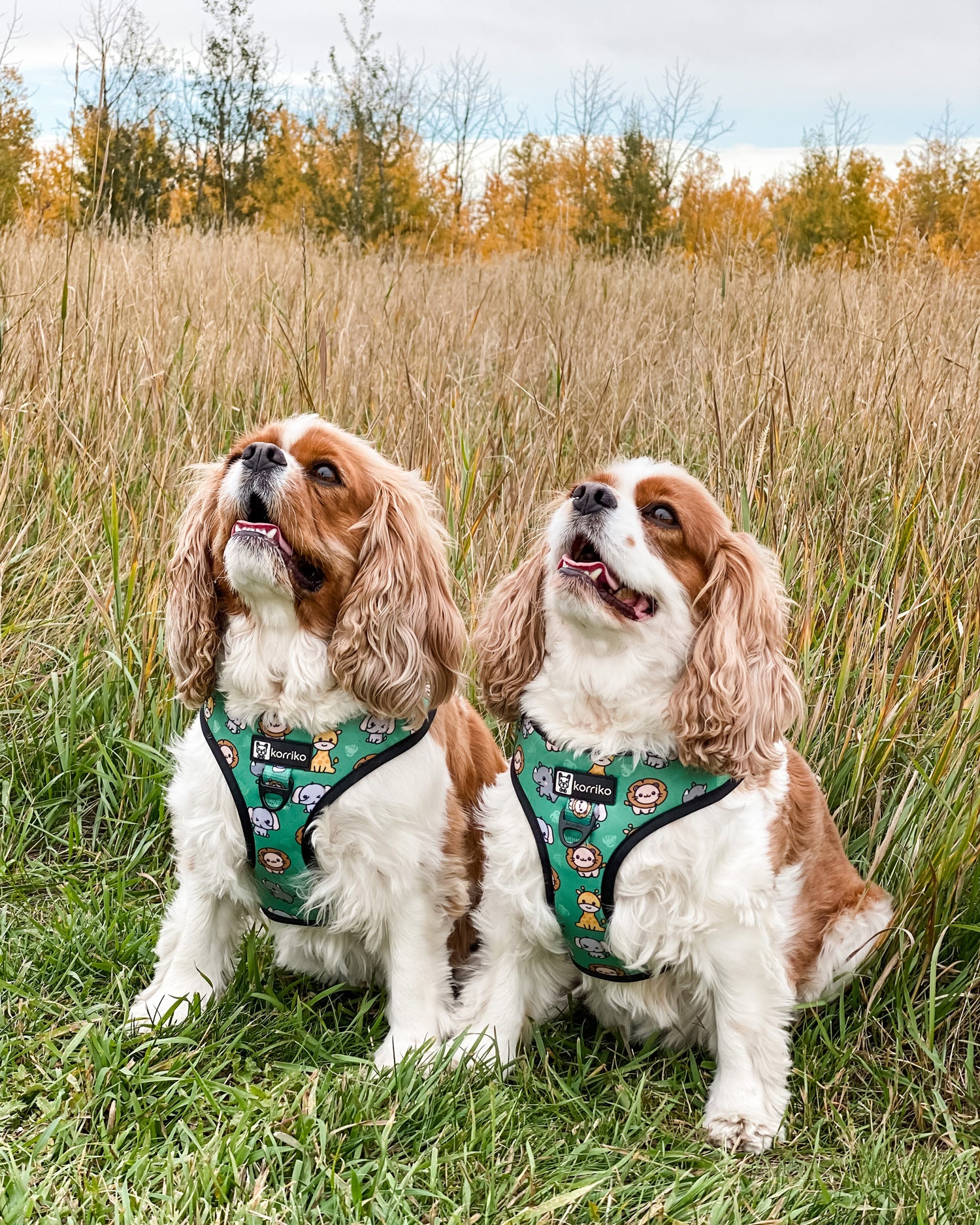 Adjustable Dog Harness - Safari (Final Sale)