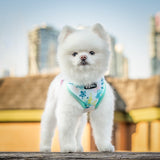 Classic Dog Harness - Sweet & Simple (Blue Paw Co. - FINAL SALE)