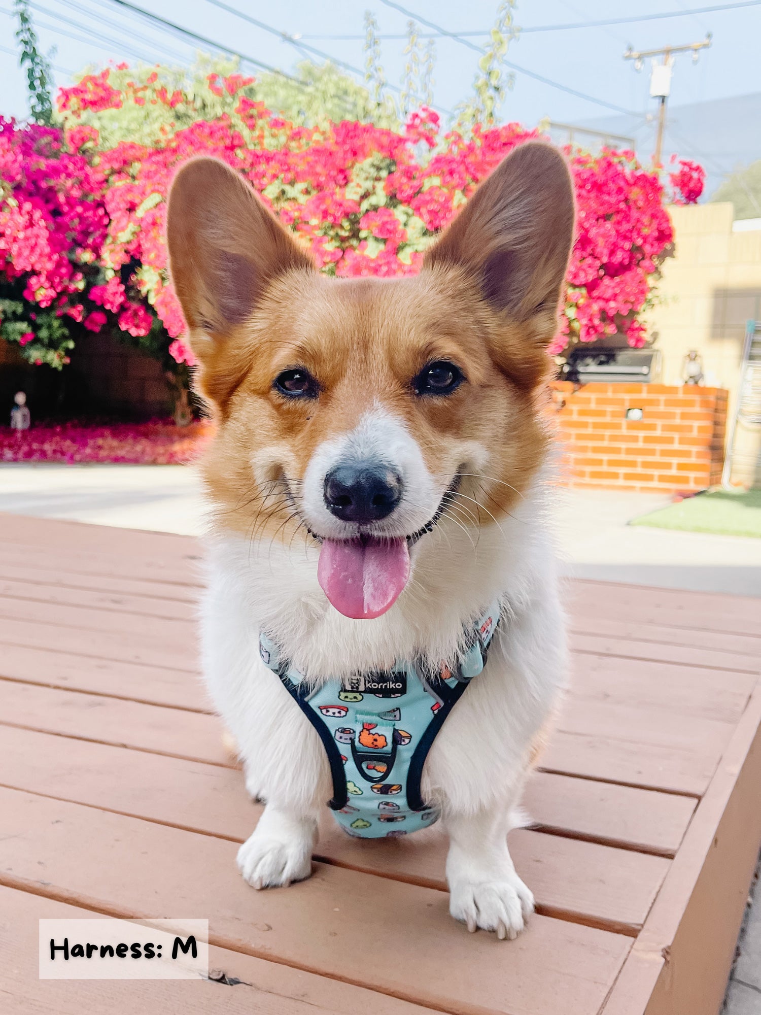 Exploration Lite No-Pull Dog Harness - Sushi