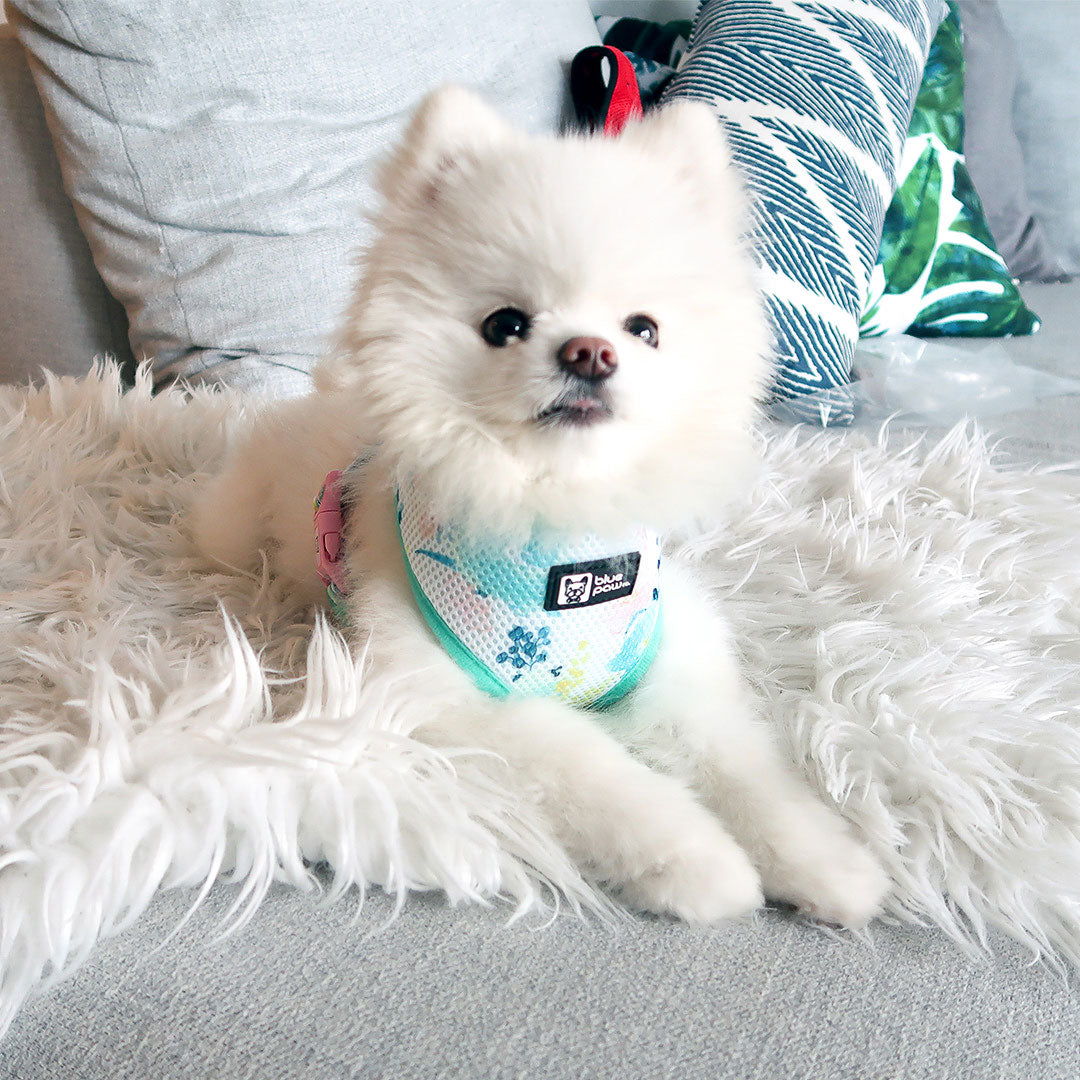Classic Dog Harness - Sweet & Simple - Blue Paw Co.