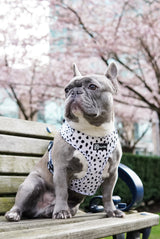Adjustable Dog Harness - Spotted (SECONDS - FINAL SALE)