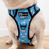 Essential Exploration No-Pull Harness Walk Set - Shark (3-Piece)