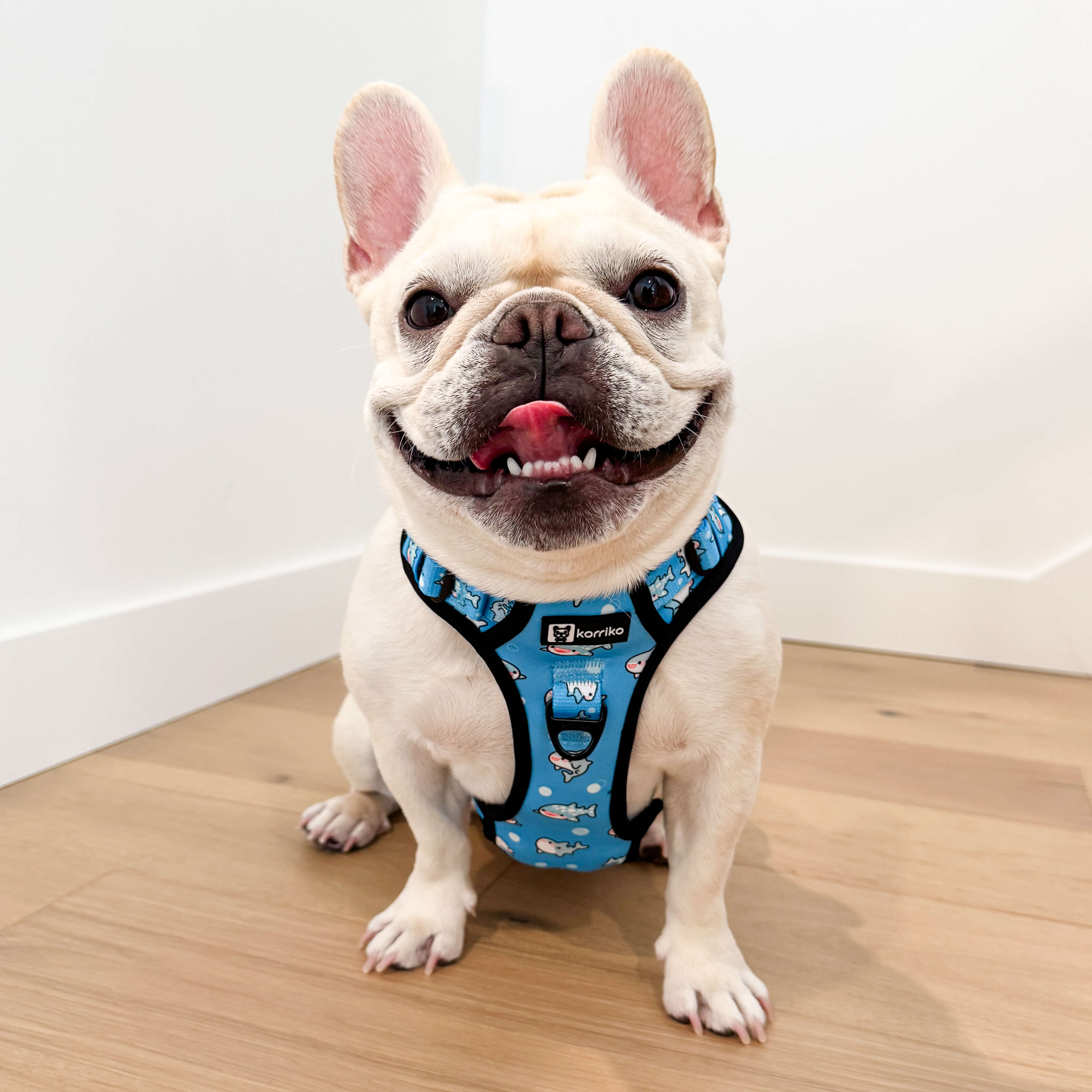 Essential Exploration No-Pull Harness Walk Set - Shark (3-Piece)