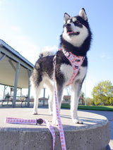 Essential Exploration No-Pull Harness Walk Set - Taro Milk Tea (3-Piece)