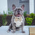 Dog Bow Tie - Taco Fiesta (Blue Paw Co. - FINAL SALE)