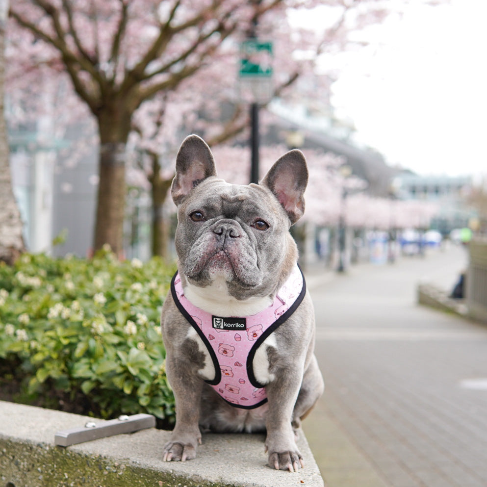 Adjustable Dog Harness - Piggin' Out *SPECIAL SIZING*