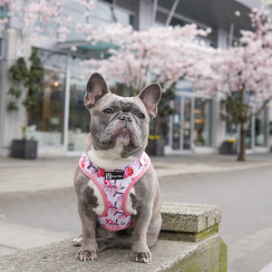 Adjustable Dog Harness - Rosa