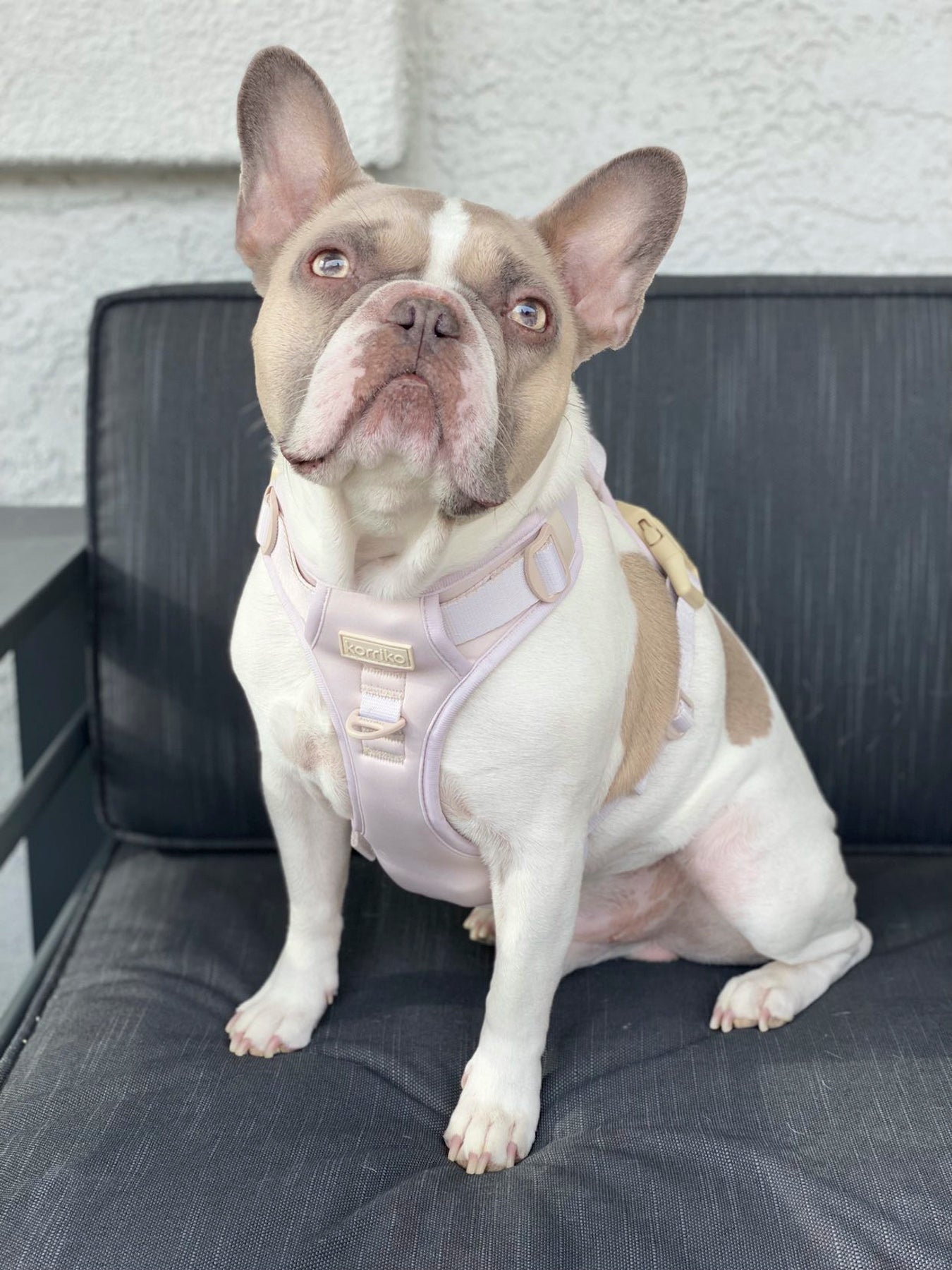 Exploration Lite No-Pull Dog Harness - Almond Nude (Final Sale)