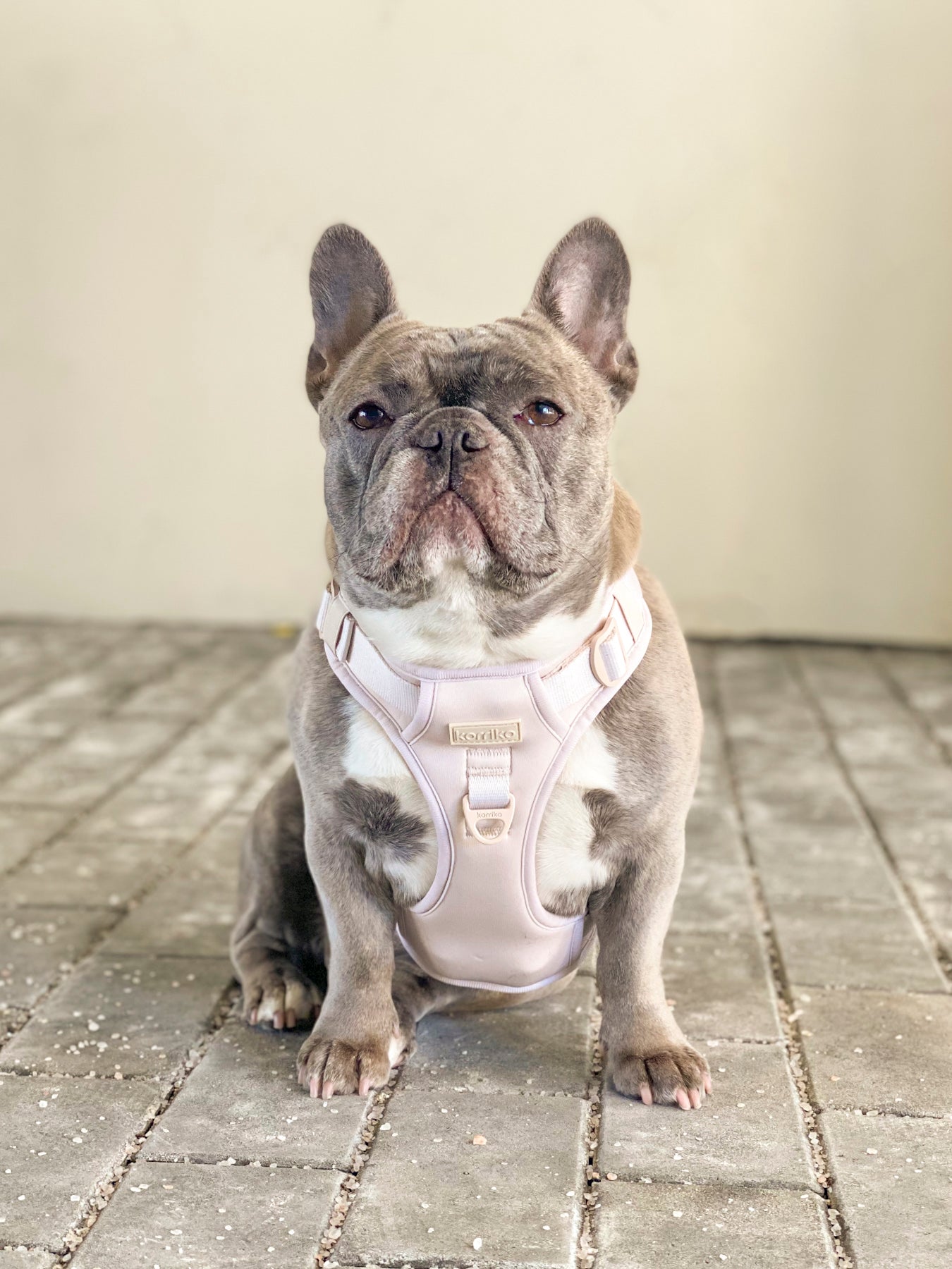 Exploration Lite No-Pull Dog Harness - Almond Nude