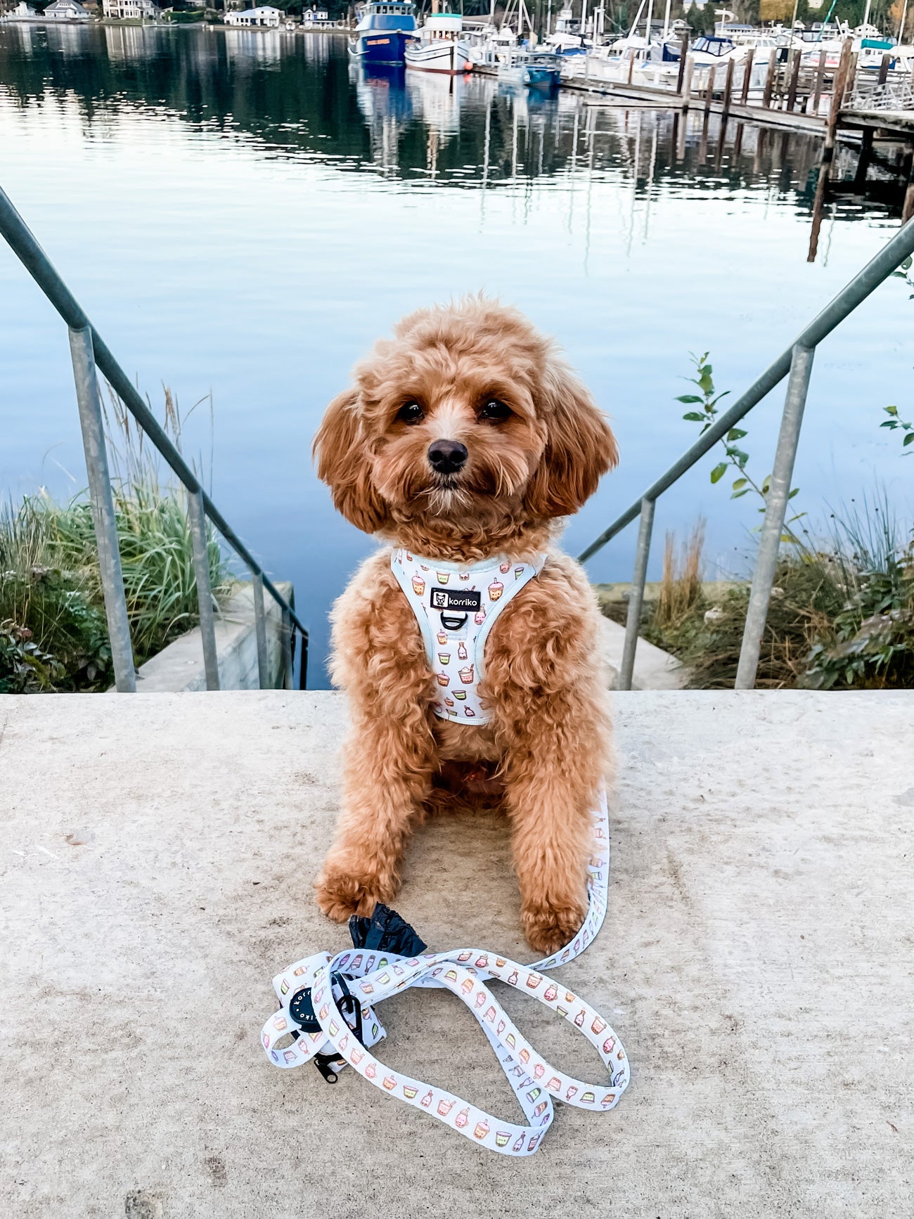 Step-In Dog Harness - Boba
