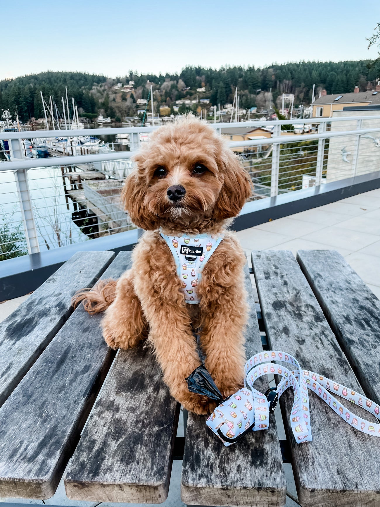 Step-In Dog Harness - Boba