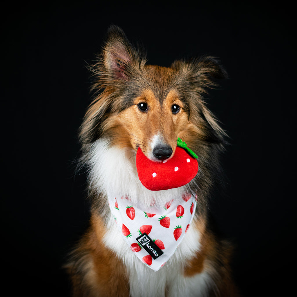 Cooling Dog Bandana - Strawberries & Cream (Final Sale)