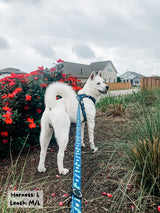 Essential Exploration No-Pull Harness Walk Set - Dino (3-Piece)