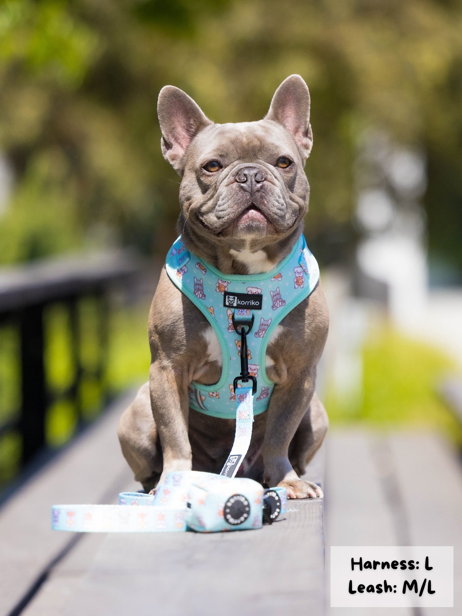 Adjustable Dog Harness - Dream Team