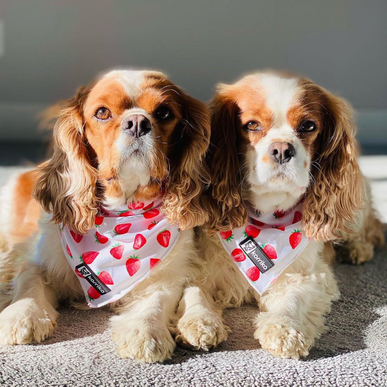 Cooling Dog Bandana - Strawberries & Cream (Final Sale)