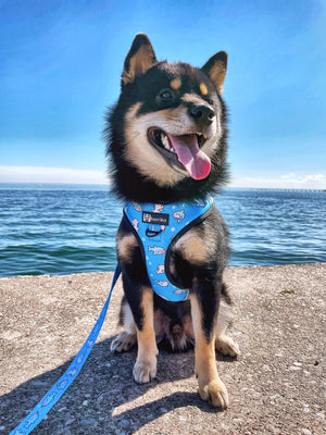 Adjustable Dog Harness - Shark