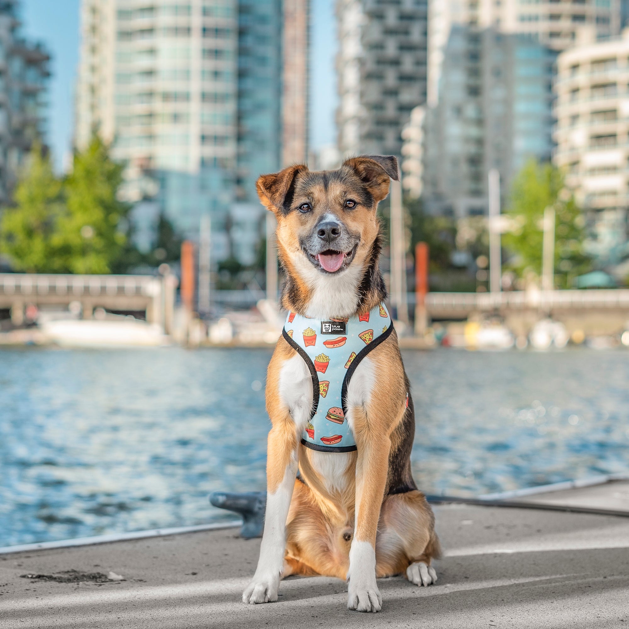Reversible Dog Harness - Cheat Day (Blue Paw Co. - FINAL SALE)