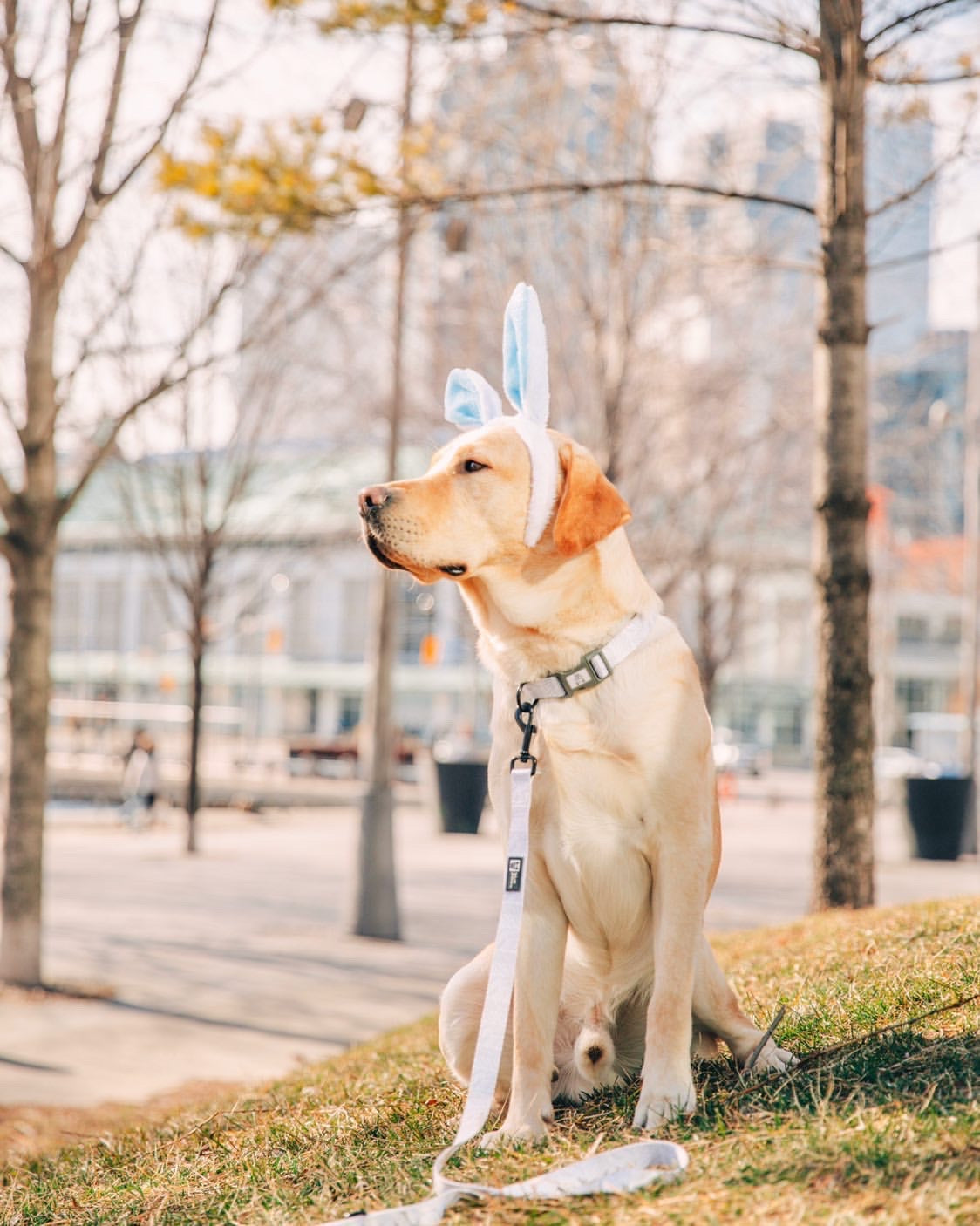 Dog Collar - Silver Lining (Blue Paw Co. - FINAL SALE)