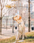Dog Collar - Silver Lining (Blue Paw Co. - FINAL SALE)