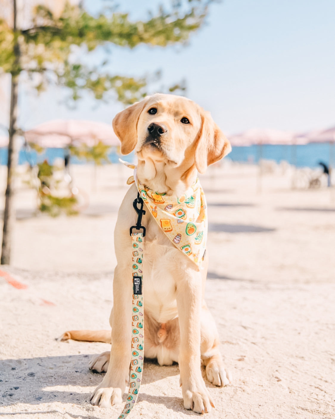 Dog Leash - Avocado Toast (Blue Paw Co. - FINAL SALE)