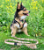 Reversible Dog Harness - Taco Fiesta (SECONDS - FINAL SALE)