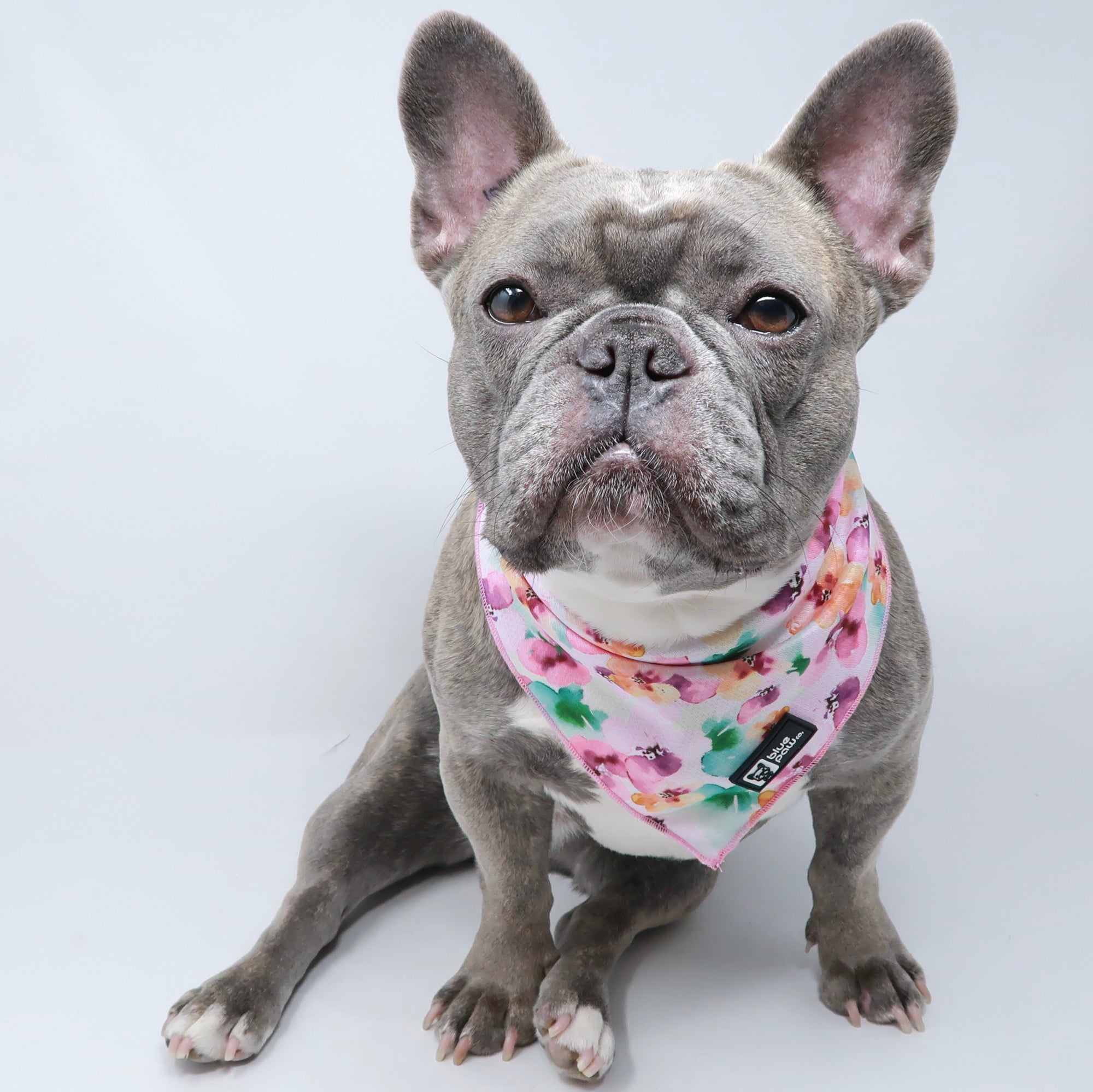 Cooling Dog Bandana - Full Bloom (Blue Paw Co. - FINAL SALE)