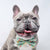 Dog Bow Tie - Thanks A Brunch (Blue Paw Co. - FINAL SALE)