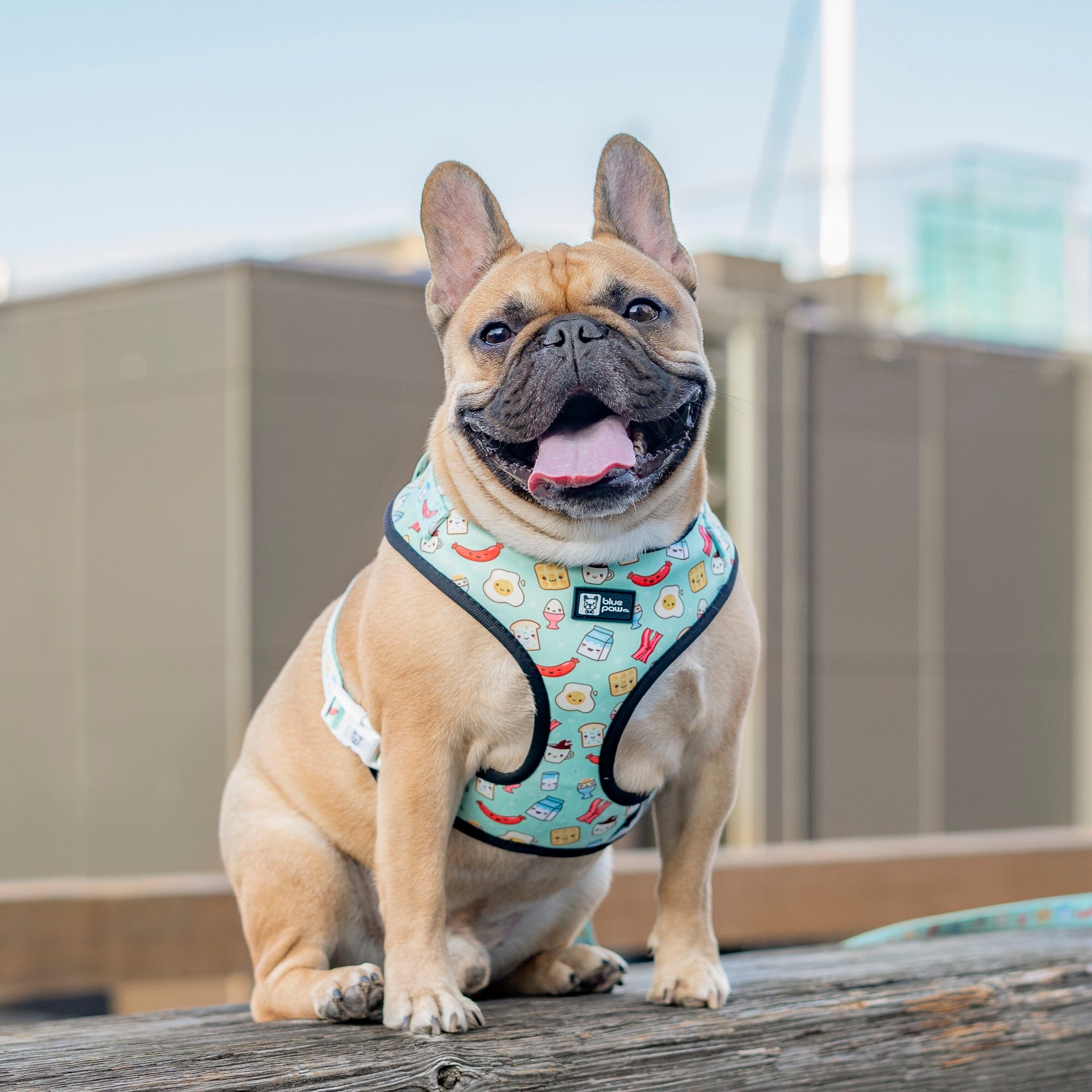 Adjustable Dog Harness - Thanks A Brunch (Blue Paw Co. - FINAL SALE)