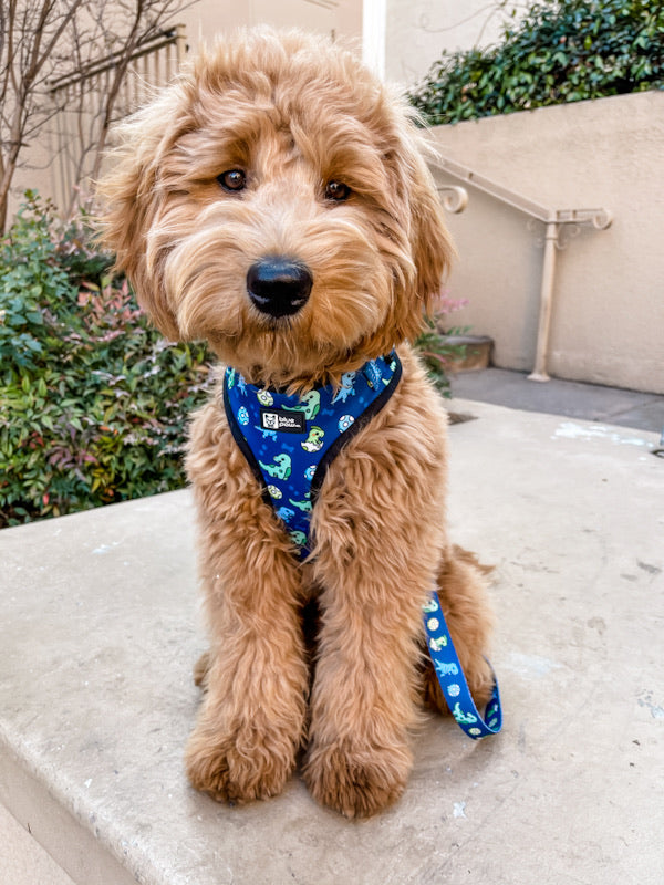 Adjustable Dog Harness - Dino (Blue Paw Co. - FINAL SALE)
