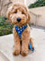 Adjustable Dog Harness - Dino (Blue Paw Co. - FINAL SALE)