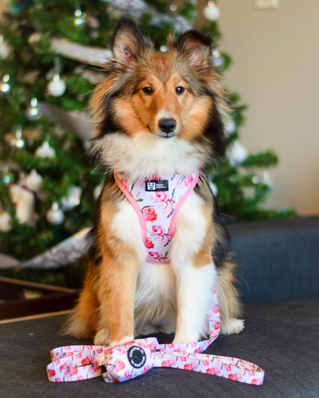 Adjustable Dog Harness - Rosa (Blue Paw Co. - FINAL SALE)
