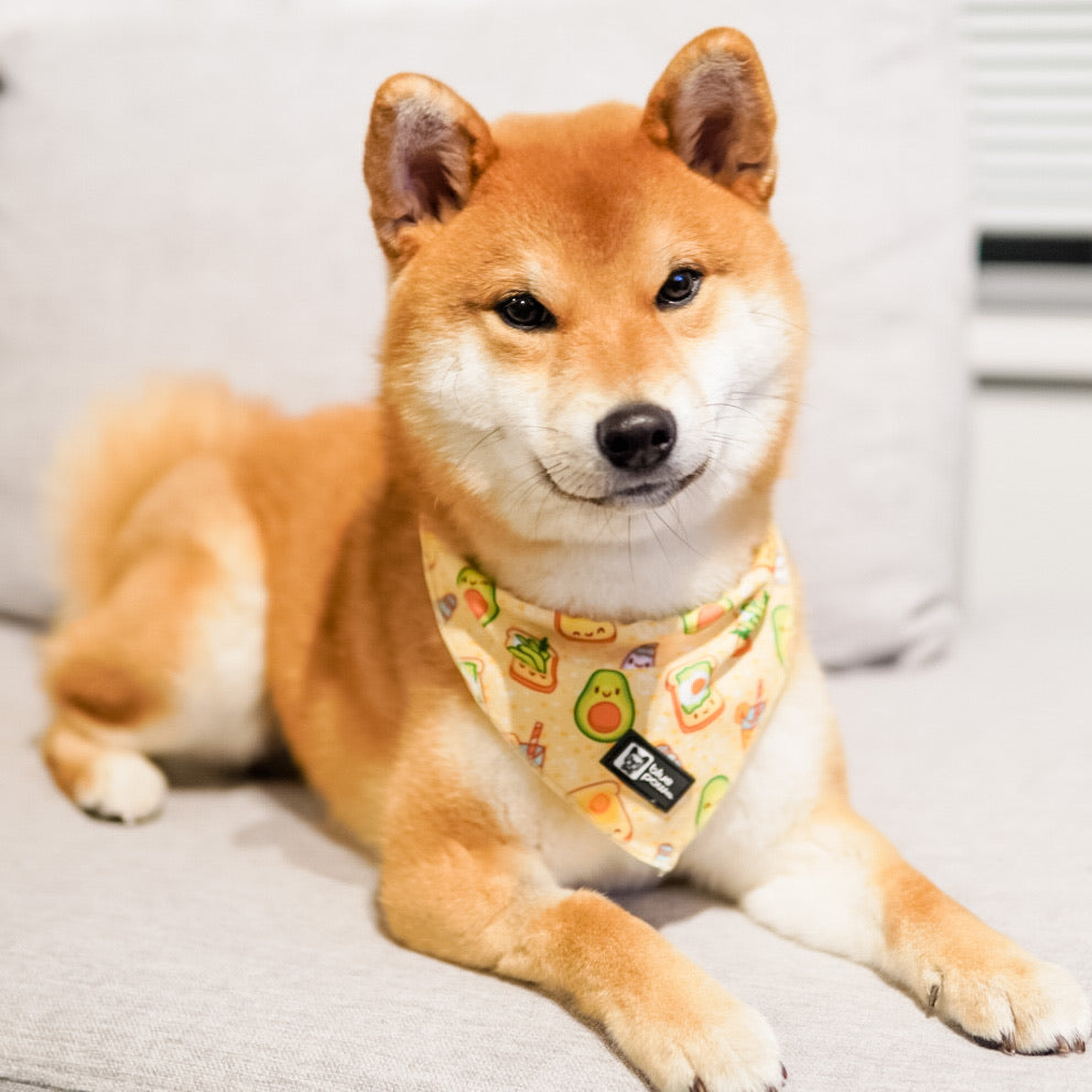 Cooling Dog Bandana - Avocado Toast (Blue Paw Co. - FINAL SALE)