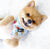 Cooling Dog Bandana - Cheat Day (Blue Paw Co. - FINAL SALE)