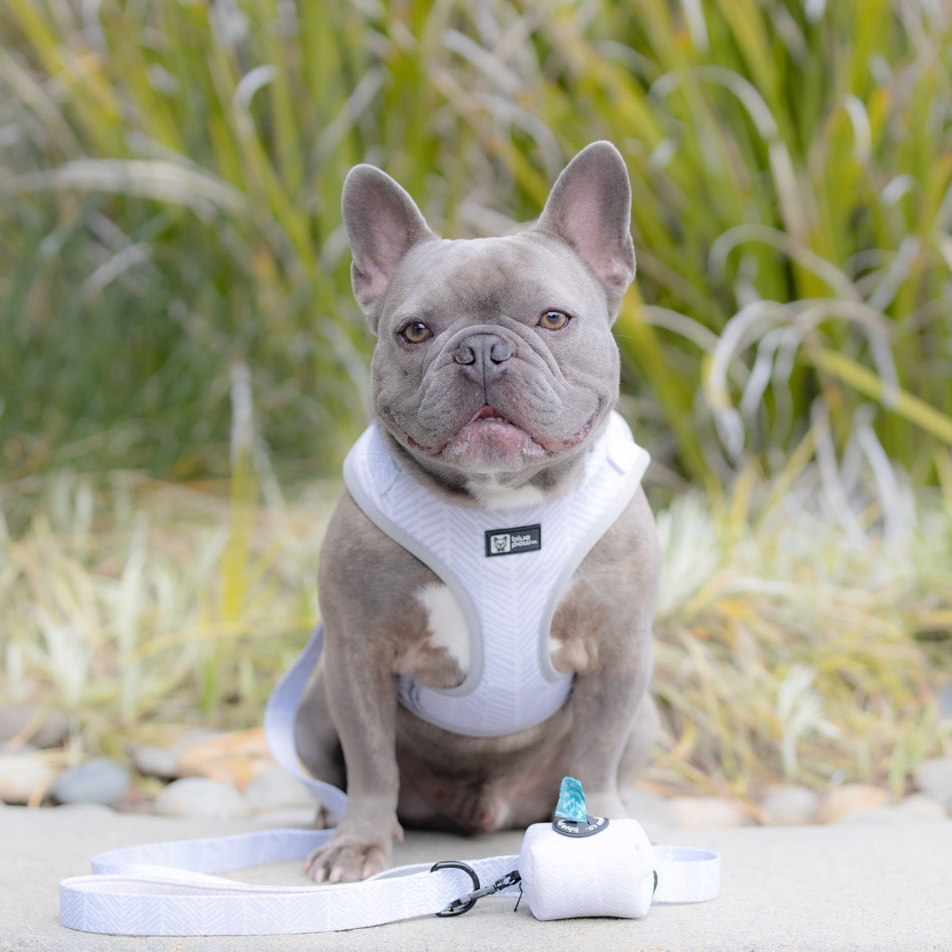 Adjustable Dog Harness - Silver Lining (Blue Paw Co. - FINAL SALE)