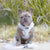 Adjustable Dog Harness - Silver Lining (Blue Paw Co. - FINAL SALE)