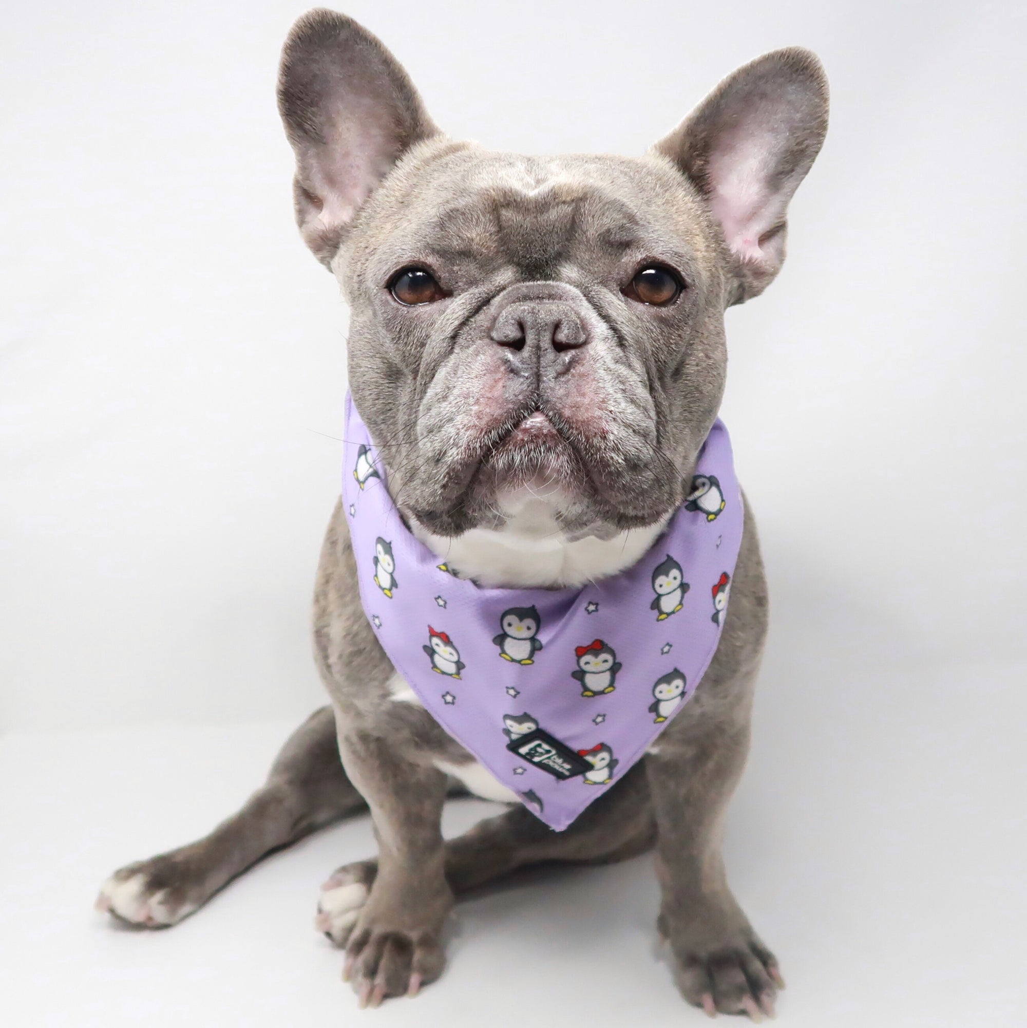 Dog Bandana - Frosty Feet - Blue Paw Co.