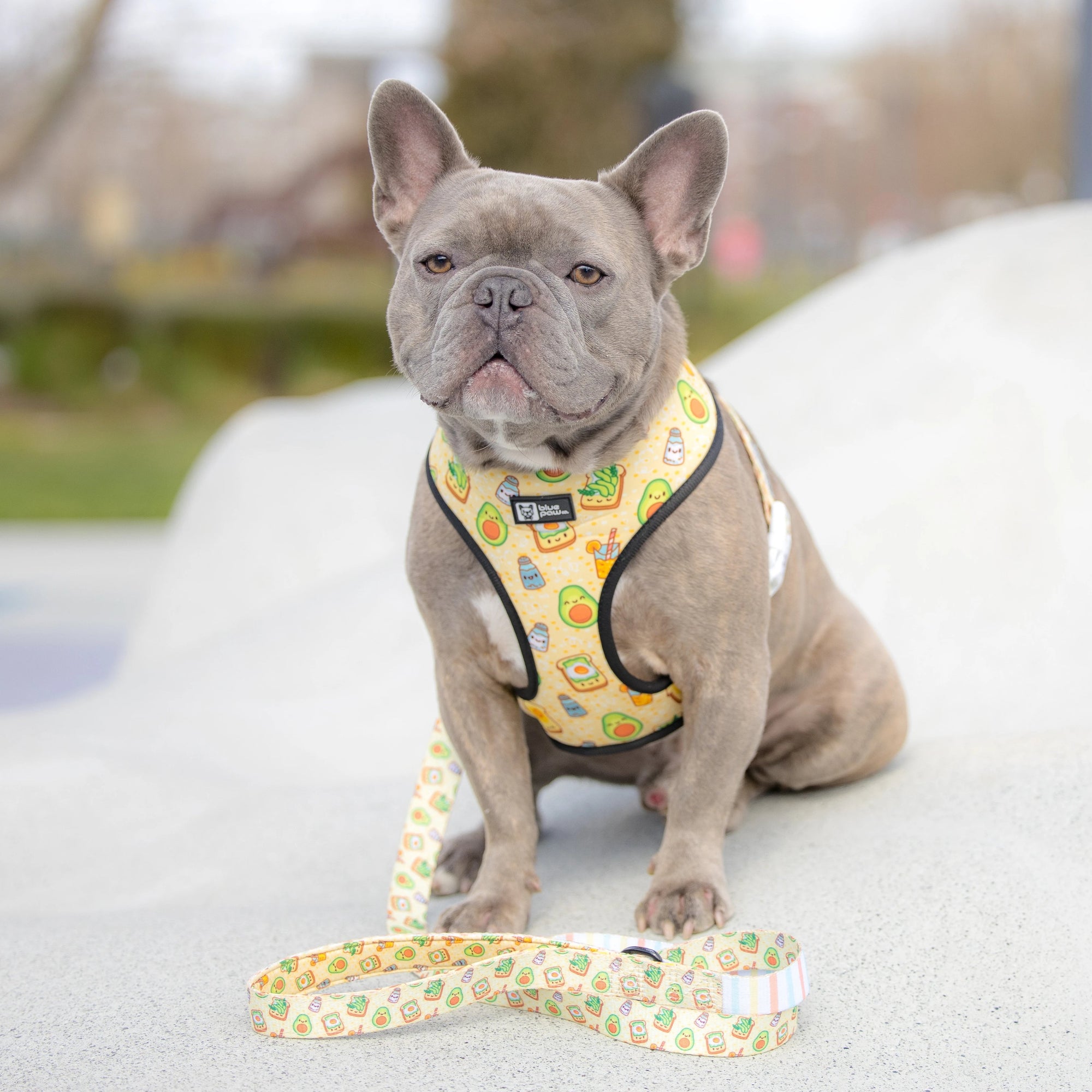 Dog Leash - Avocado Toast (Blue Paw Co. - FINAL SALE)
