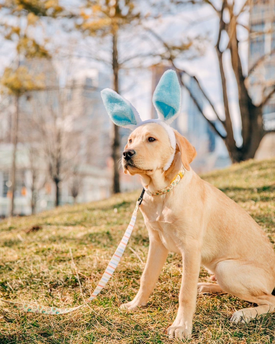 Dog Collar - Avocado Toast (Blue Paw Co. - FINAL SALE)