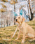 Dog Collar - Avocado Toast (Blue Paw Co. - FINAL SALE)