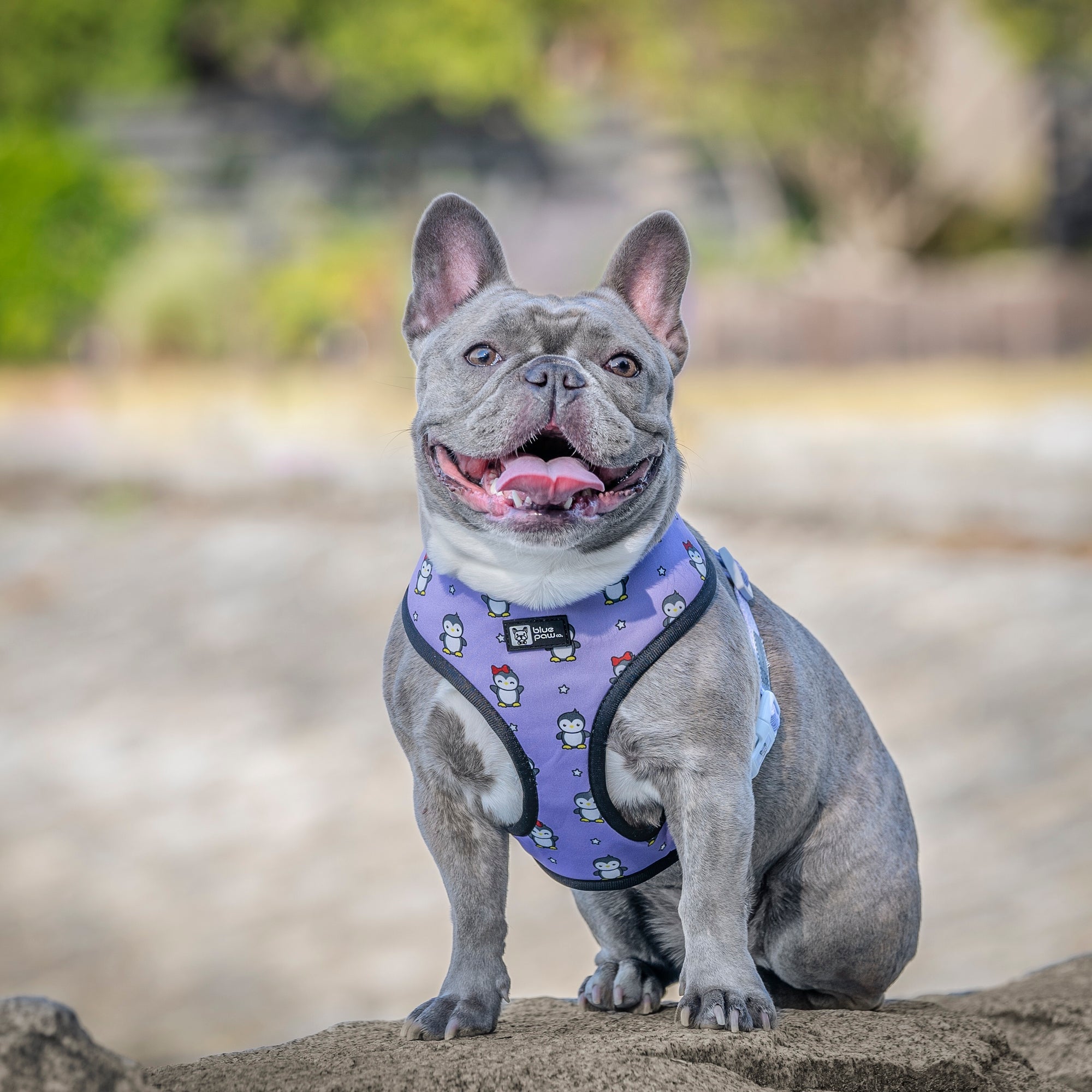 Reversible Dog Harness - Frosty Feet - Blue Paw Co.