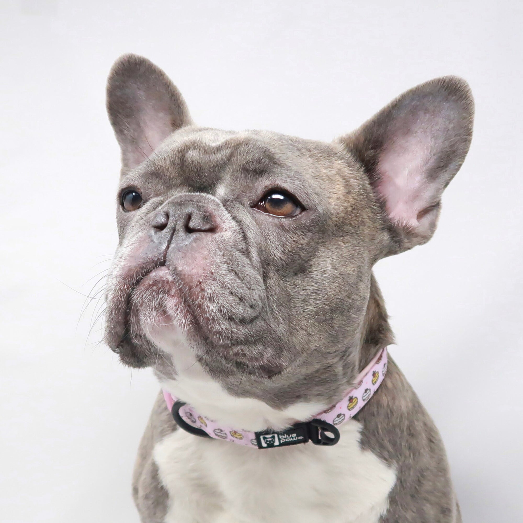 Dog Collar - Piece of Cake - Blue Paw Co.