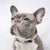 Dog Collar - Piece of Cake - Blue Paw Co.