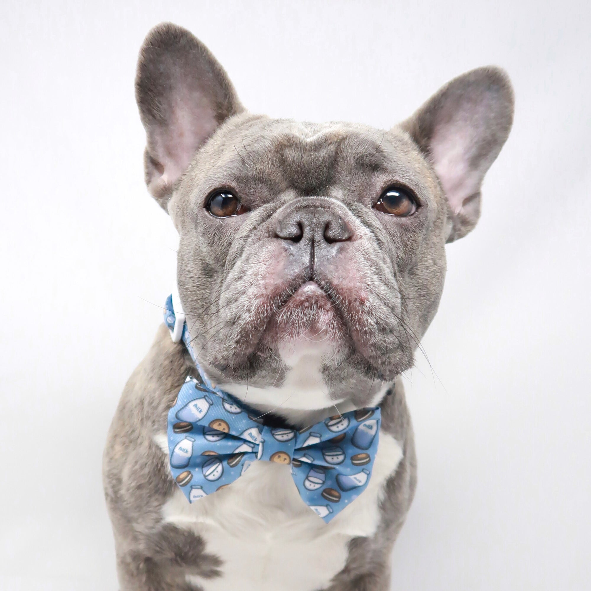 Dog Bow Tie - Milky Way - Blue Paw Co.