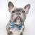 Dog Bow Tie - Milky Way - Blue Paw Co.